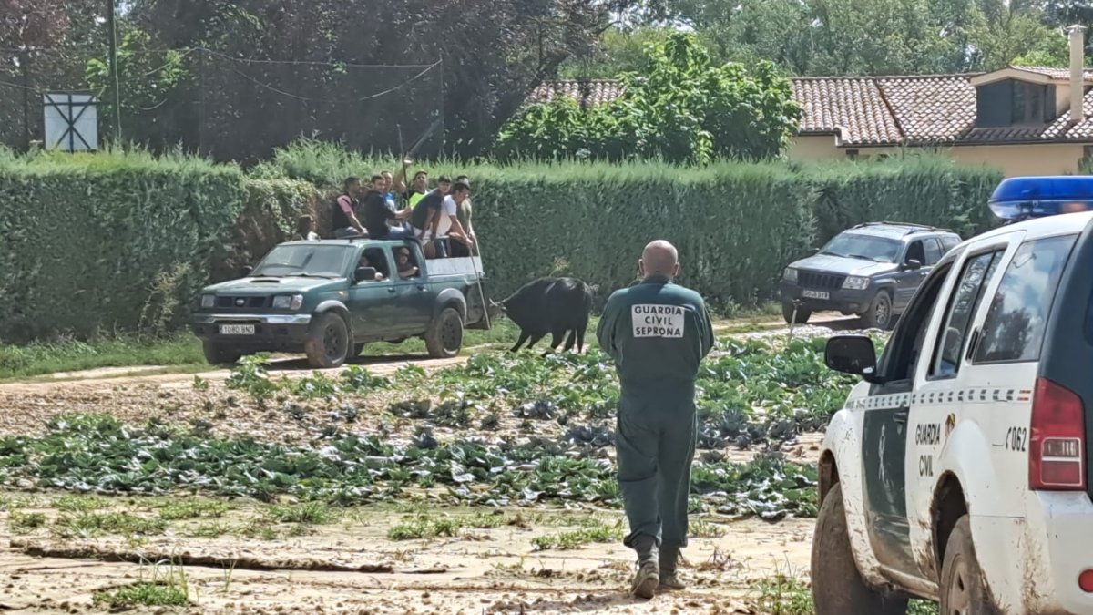 Agentes del Seprona ayudan en el operativo para recoger a los toros escapados del matadero.- E.M.