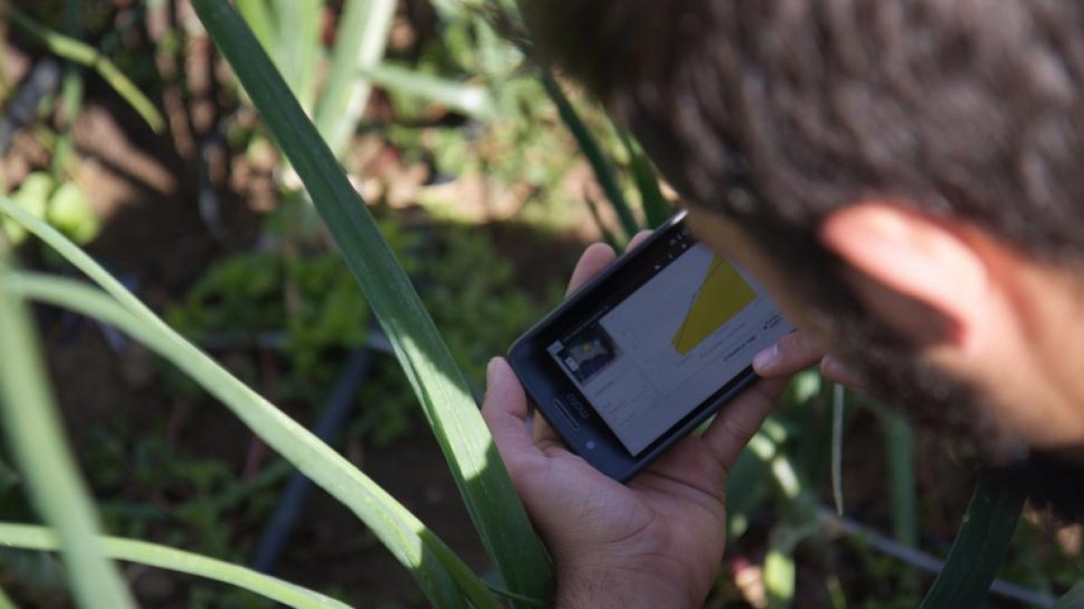 Un agricultor utiliza la aplicación desarrollada por la empresa leonesa Hilo Verde.-EL MUNDO