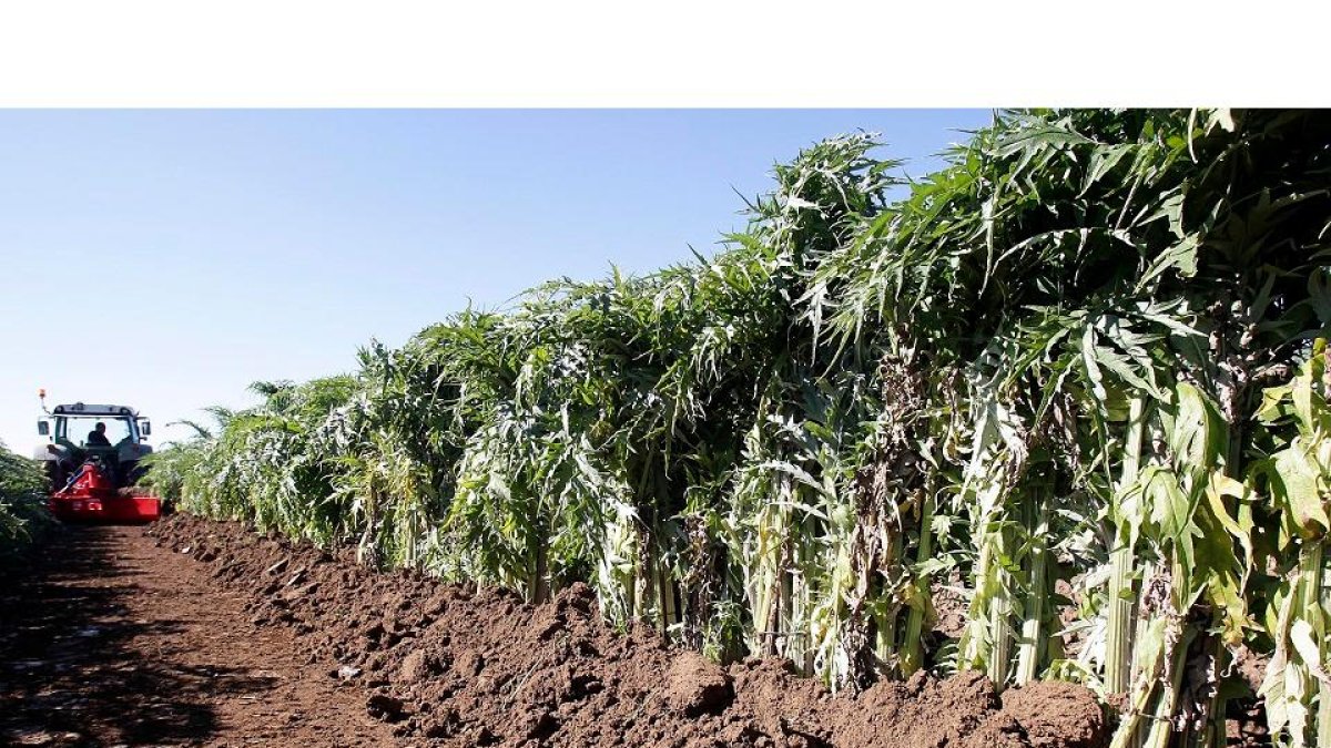 Hay unas 10 hectáreas cultivadas de cardo rojo entre Ágreda y Dévanos. / LUIS ÁNGEL TEJEDOR.