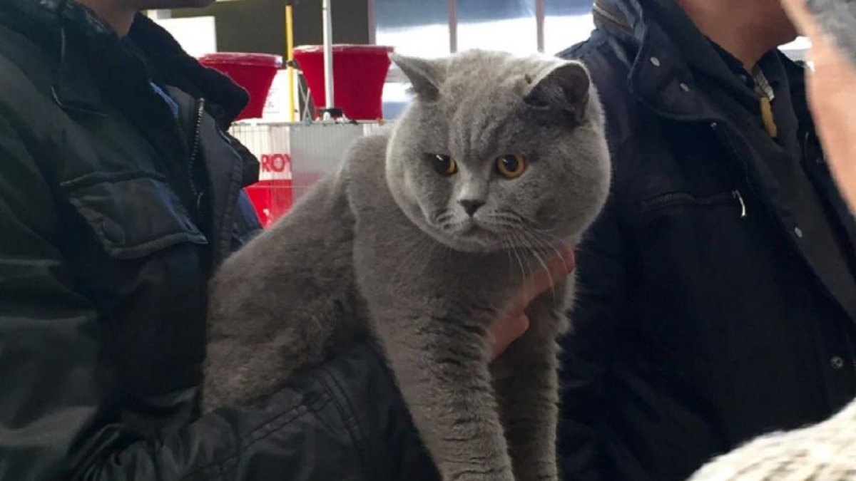 Las exposiciones felinas son uno de los grandes atractivos-FIMASCOTA