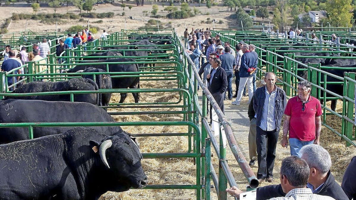 Concurso Nacional de raza selecta avileña-negra ibérica en Ávila, en una foto de archivo. / RICARDO MUÑOZ