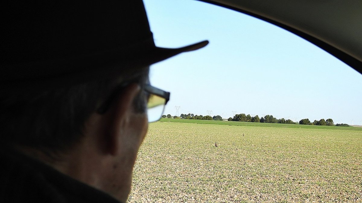 Un cazador que realiza un censo IKA observa una pareja de perdices en los montes Torozos. - LEONARDO DE LA FUENTE