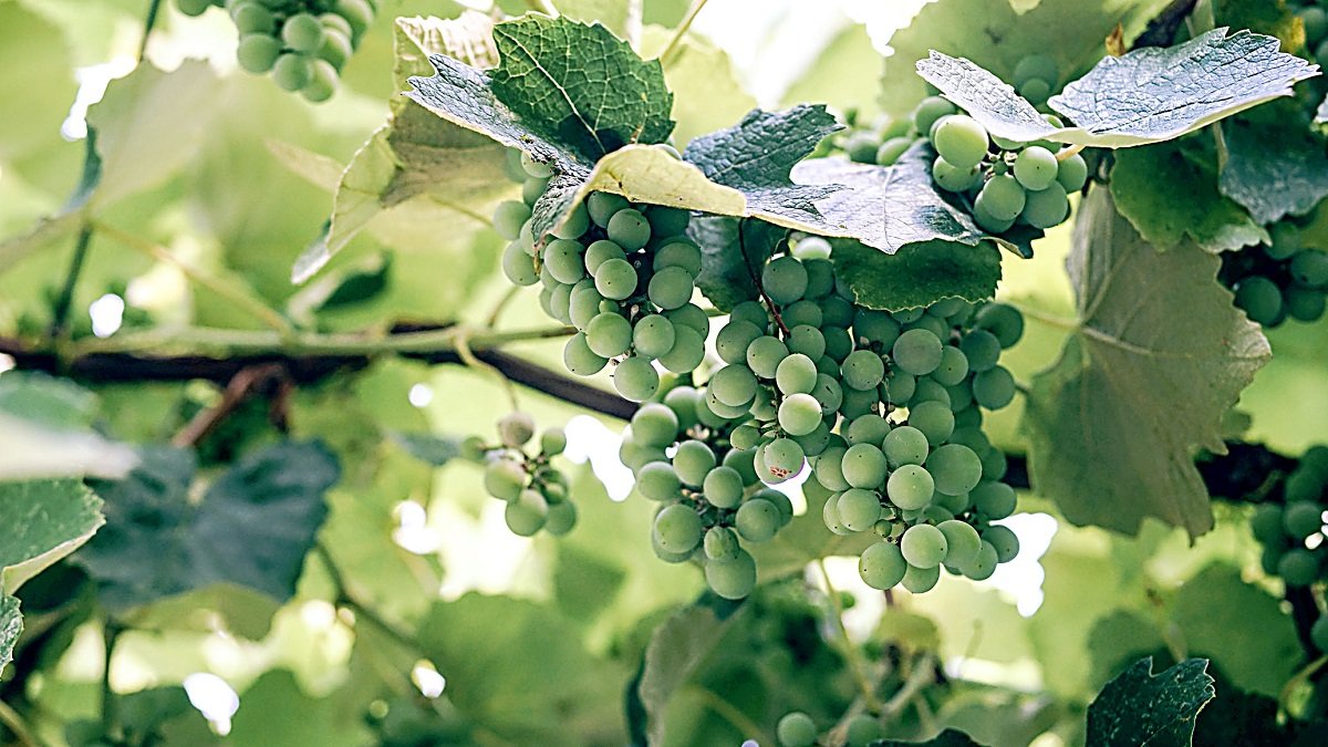 Racimo de uvas inmaduras en una imagen de archivo - E.M.