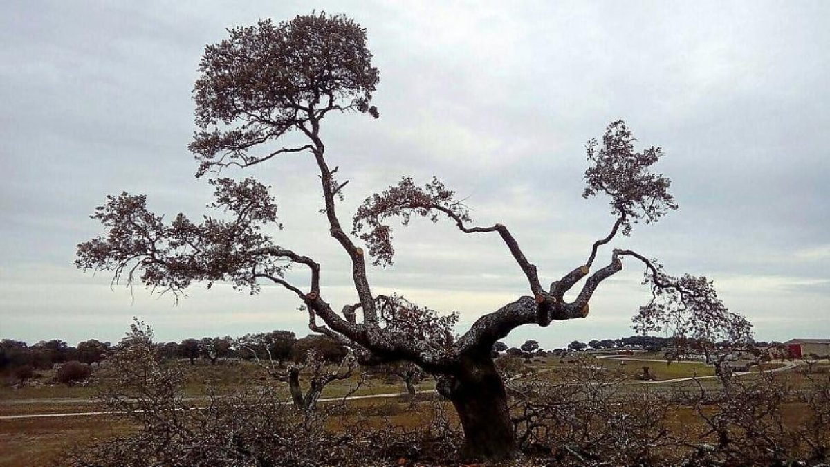 Daños en un árbol al que se ha aplicado el nuevo sistema de poda que marca la normativa.-E.M.