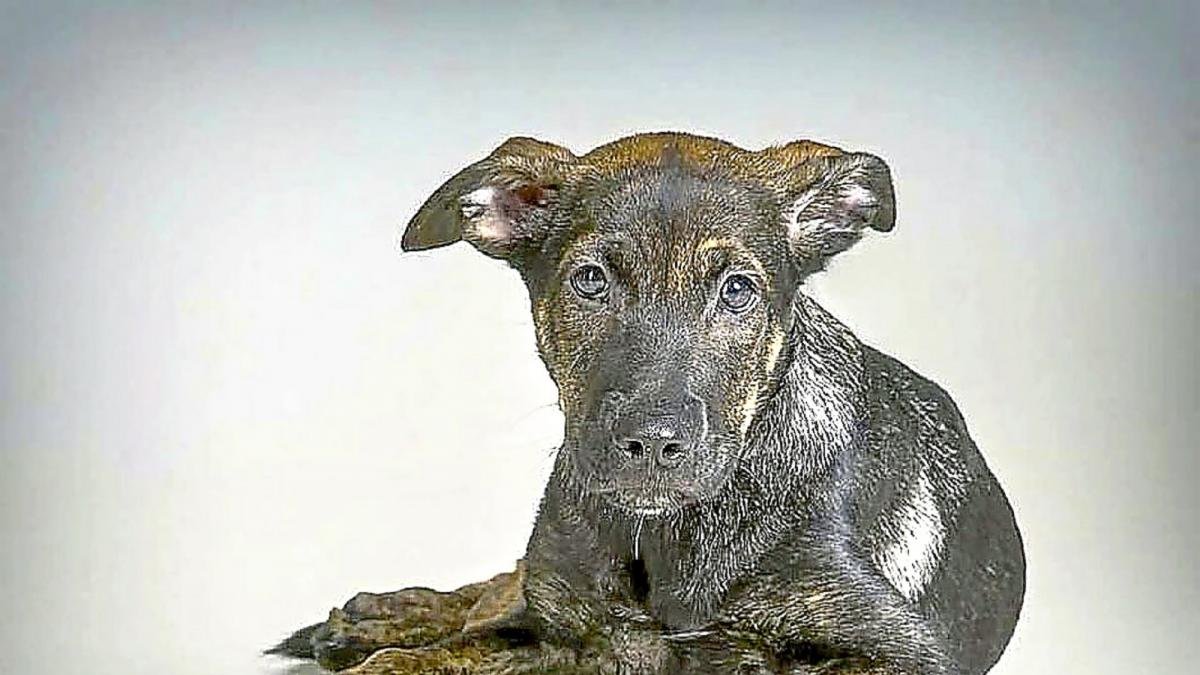 El pequeño ‘Cooper’ en una imagen de archivo de la protectora.-DEFANIVA