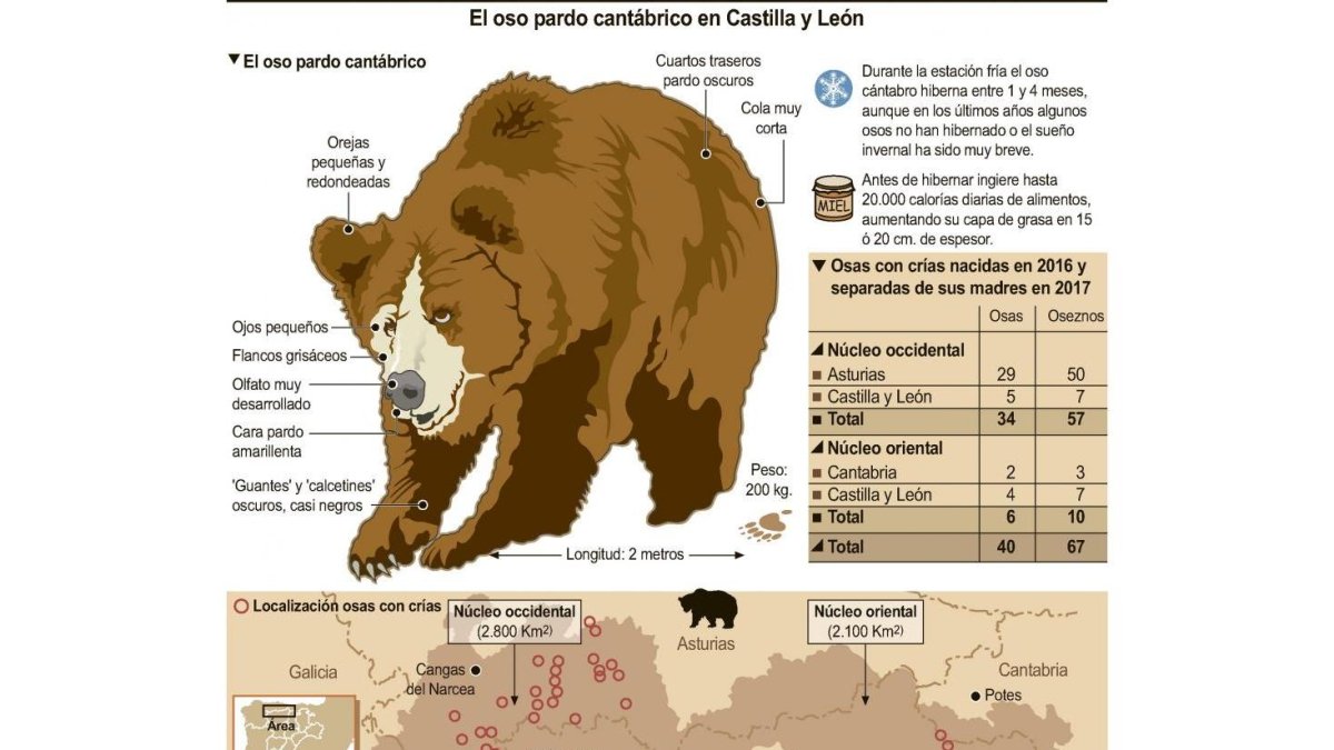 El oso pardo cantábrico en Castilla y León.-ICAL