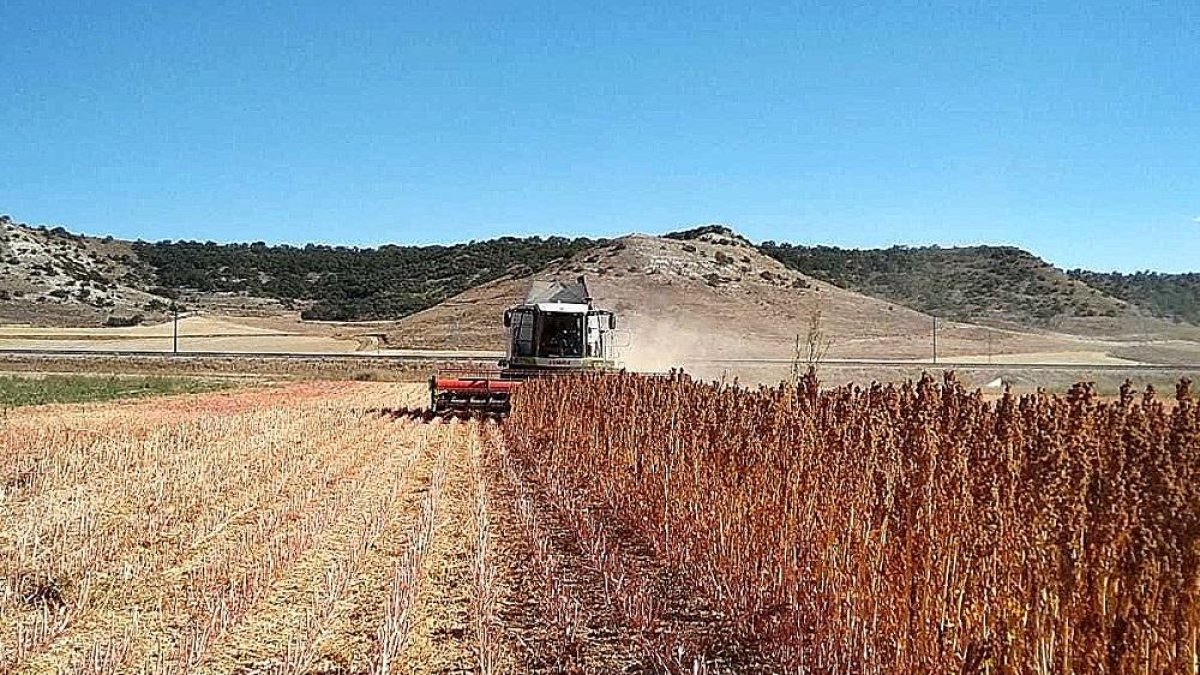 Una cosechadora recogiendo la quinoa de la parcela del centro tecnológico.-ITAGRA