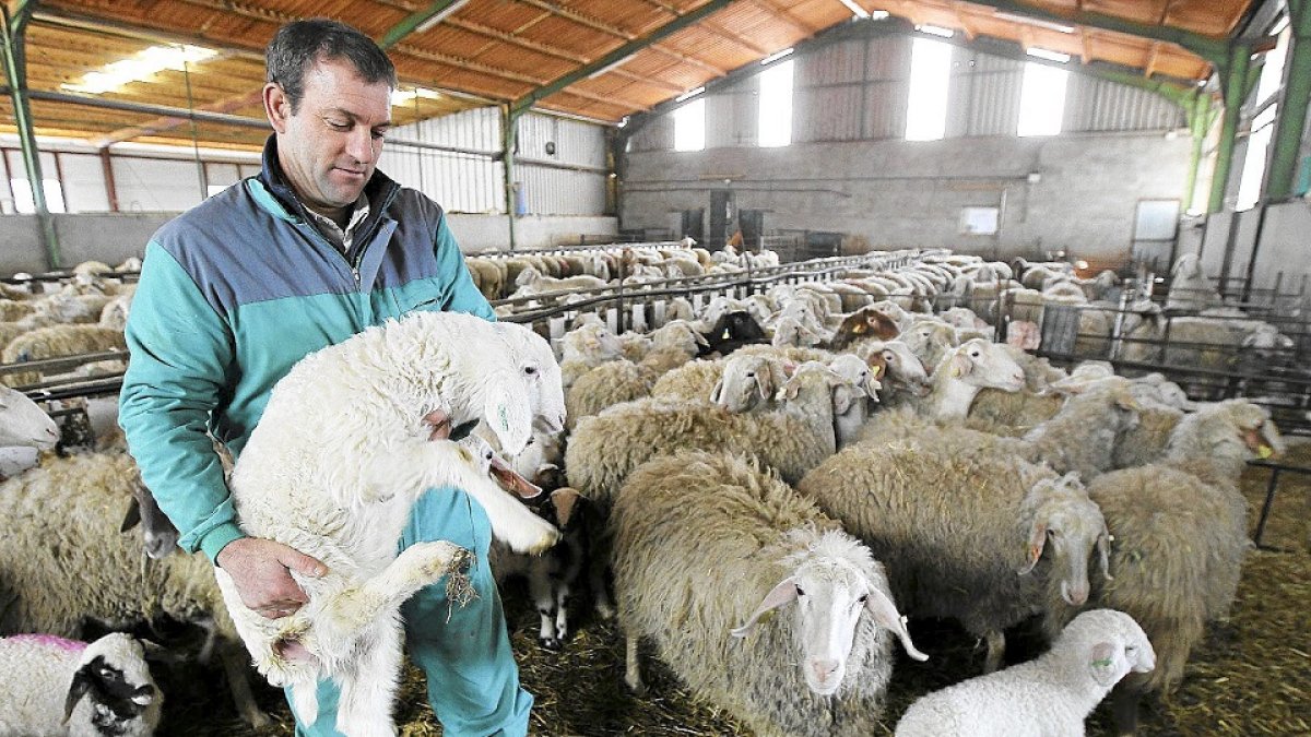 Un ganadero de ovino entre sus ovejas en una explotación de la localidad segoviana de Fuente el Olmo.-J. M. LOSTAU