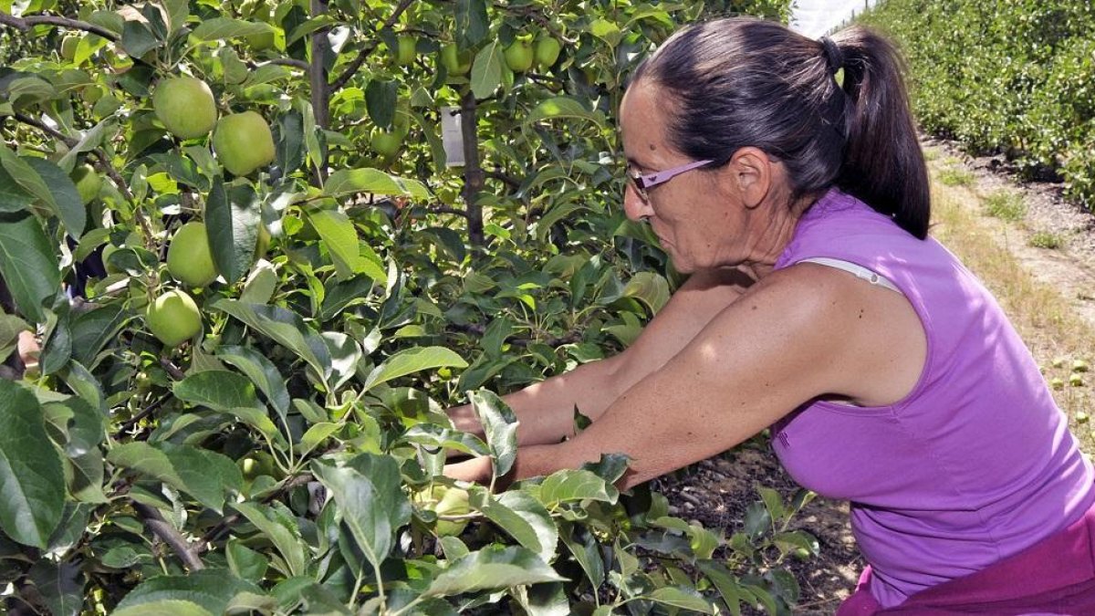 Una empleada de Nufri en La Rasa realizando tareas de aclareo en los frutales.-VALENTÍN GUISANDE