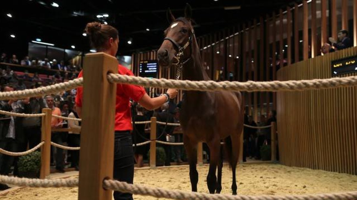 Uno de los jóvenes caballos de carrera, valorado en 1.200.000 euros, que se vendieron en la puja del domingo 16 de agosto en las cuadras de Elie de Brignac en Deauville.-Foto:   AFP / CHARLY TRIBALLEAU