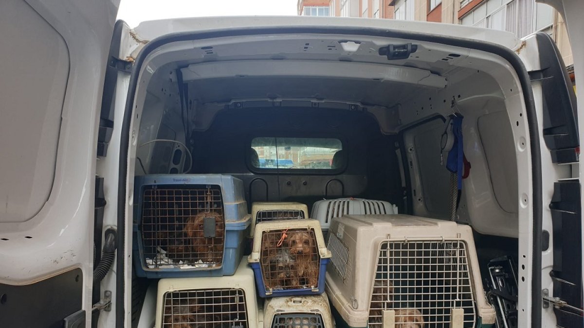 Detectado un criadero ilegal de perros de raza Yorkshire con 52 animales en Valladolid.- P.L.