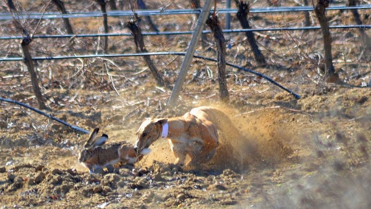 Espectacular imagen de Pelaya de Safesa entrando a matar a la liebre en el emparrado del majuelo.-LEONARDO DE LA FUENTE
