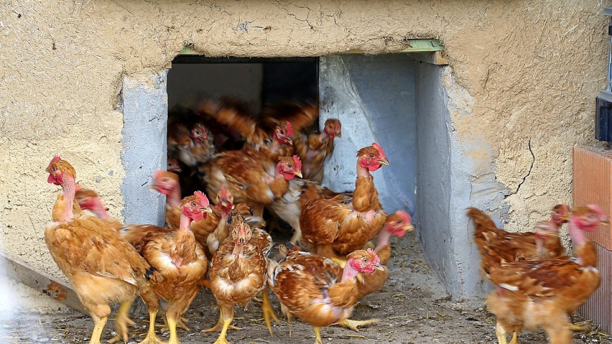 Pollos de corral salen a toda prisa de su gallinero en una granja, en una imagen de archivo