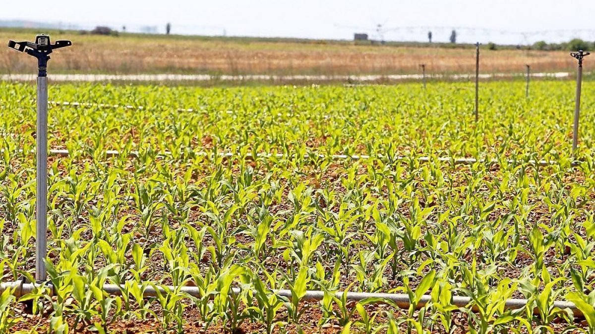 Una plantación de maíz en la municipio leonés de Sahagún.-ICAL