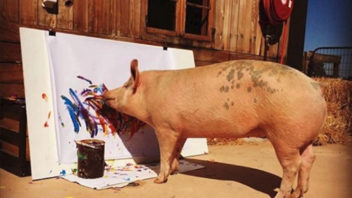 La cerda Pigcasso pintando una de sus obras en su refugio de Sudáfrica-/ @PIGCASSOHOGHERO (INSTAGRAM)