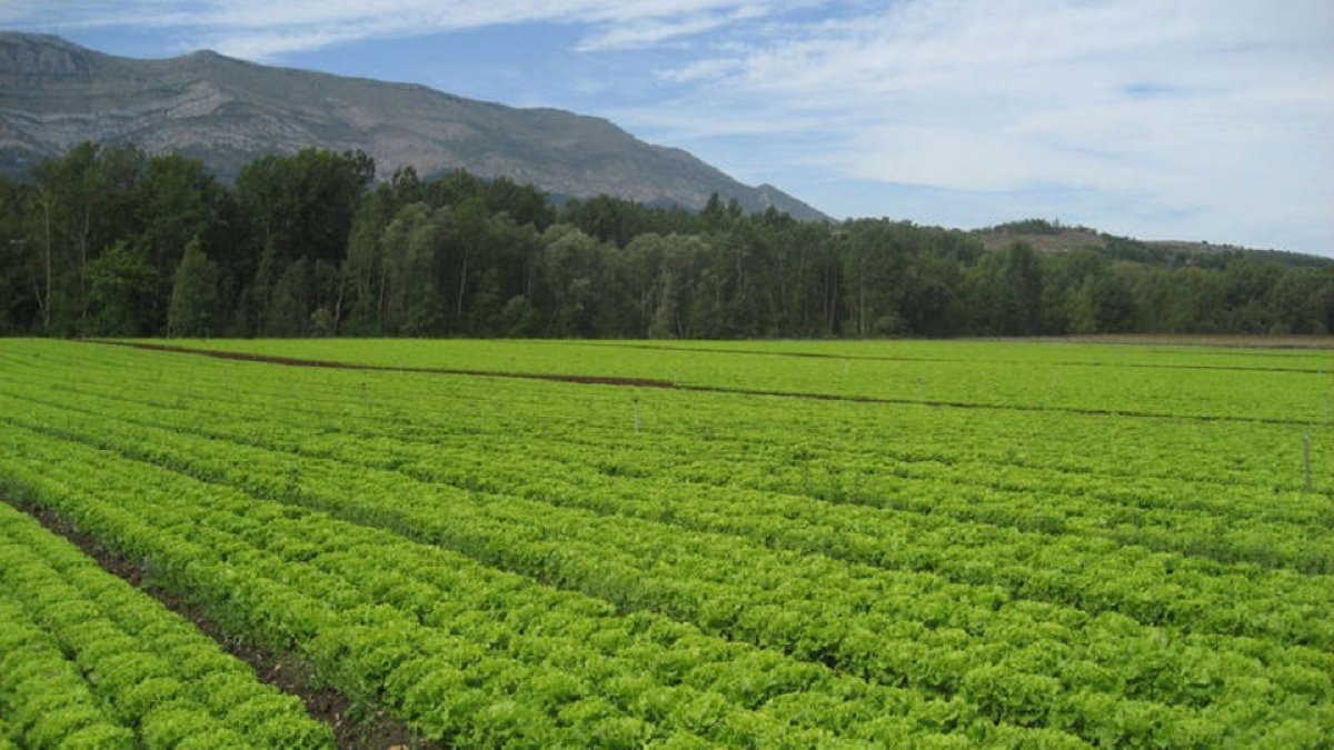 Campo de lechugas listo para recoger.- ECB