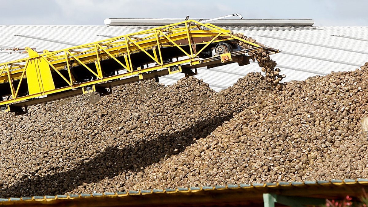 Recepción de remolacha en la planta de la Cooperativa Acor de la localidad vallisoletana de Olmedo. J. M. LOSTAU