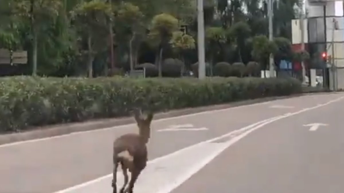 Un corzo desorientado recorre el paseo Zorrilla.- E. M.