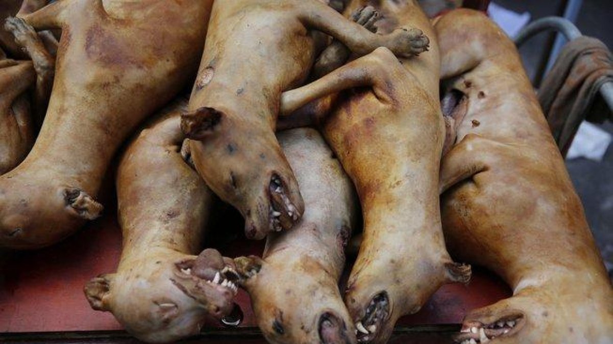 Imagen de archivo de preparativos para el festival de Carne de Perro de Yulin.-EFE