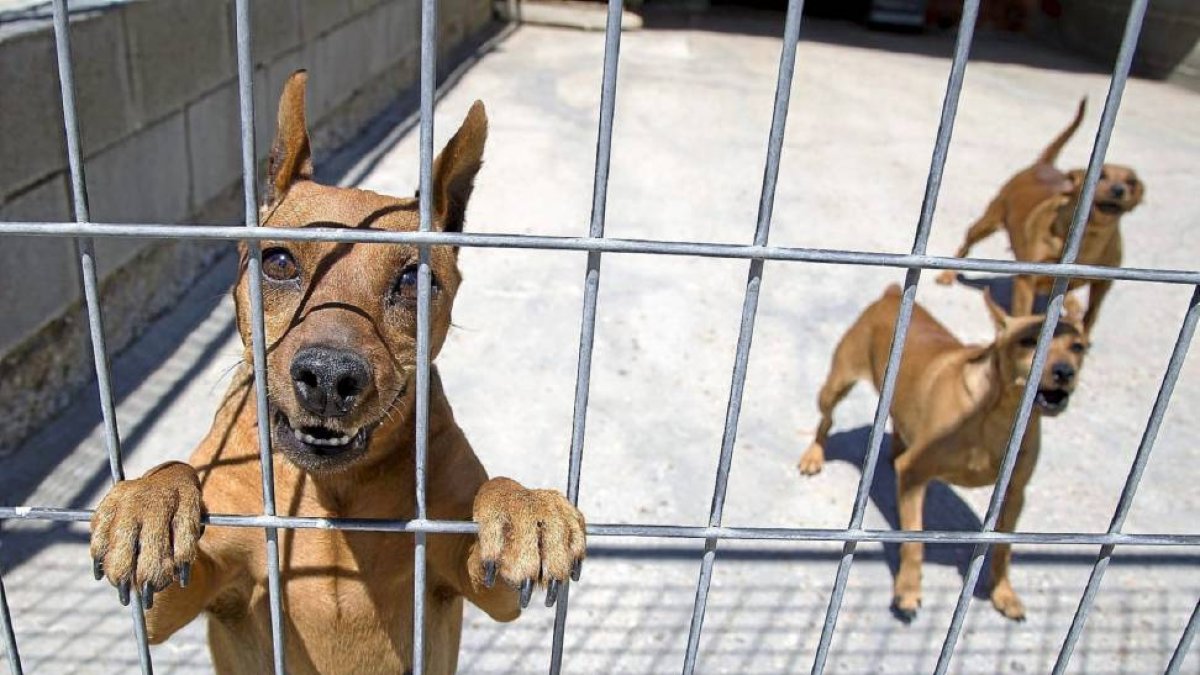 Algunos de los perros que pasan sus vacaciones alojados en el Centro canino La Yosa.-Alberto Mingueza