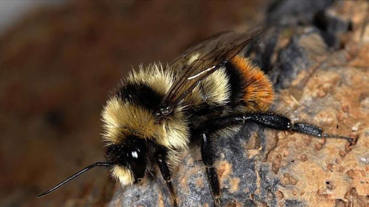 Abeja de la especie 'Bombus cullumanus', amenazada de extinción en Europa.-Foto: PIERRE RASMONT / UICN