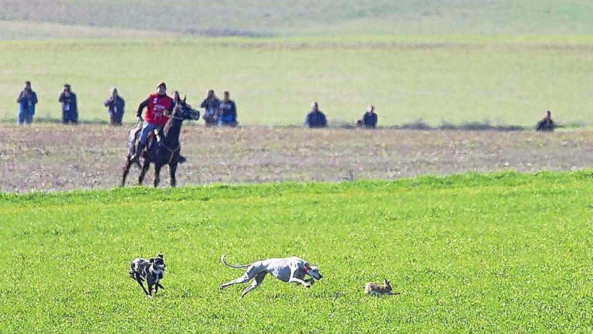 La collera de galgos, tras una liebre durante una competición nacional en Nava del Rey.-LEONARDO DE LA FUENTE