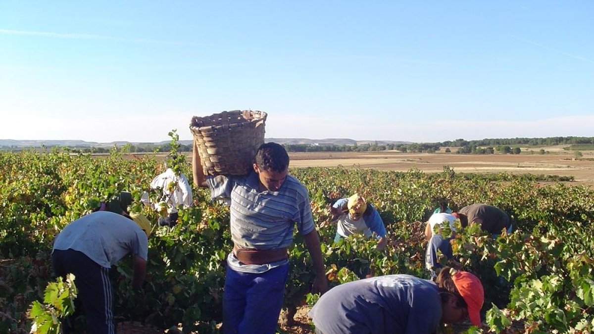 Las treinta bodegas que a día de hoy elaboran Albillo lo hacen fuera de la DO.-E.M.