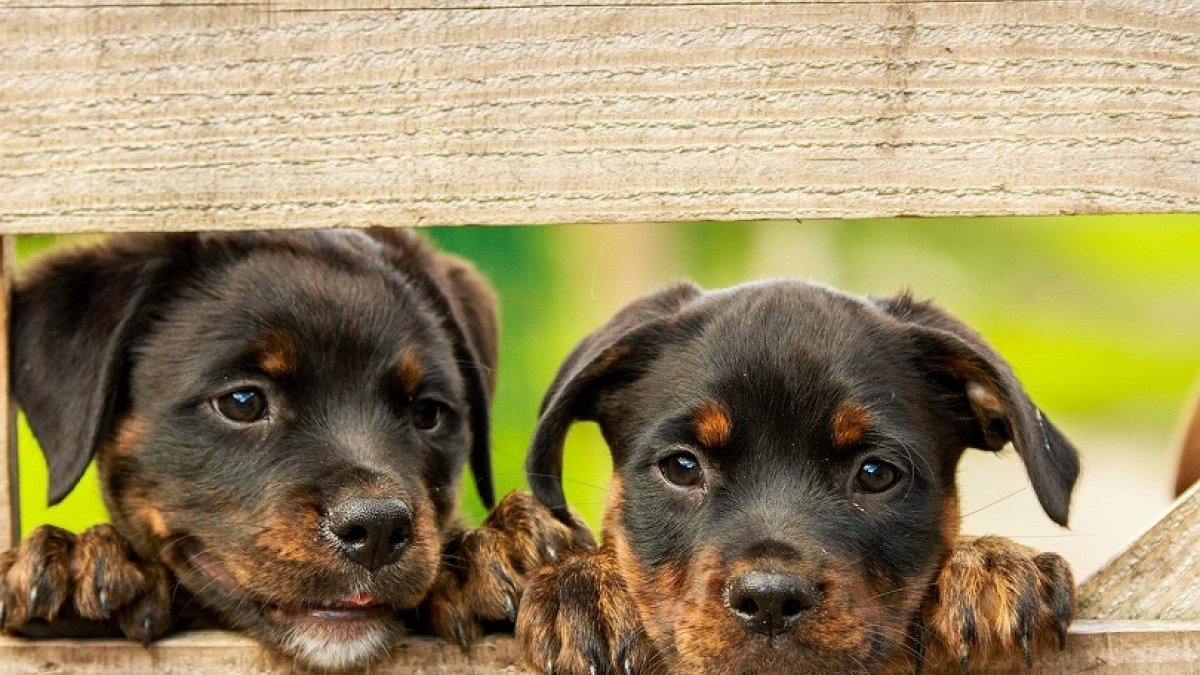 rottweiler-1785760_1280