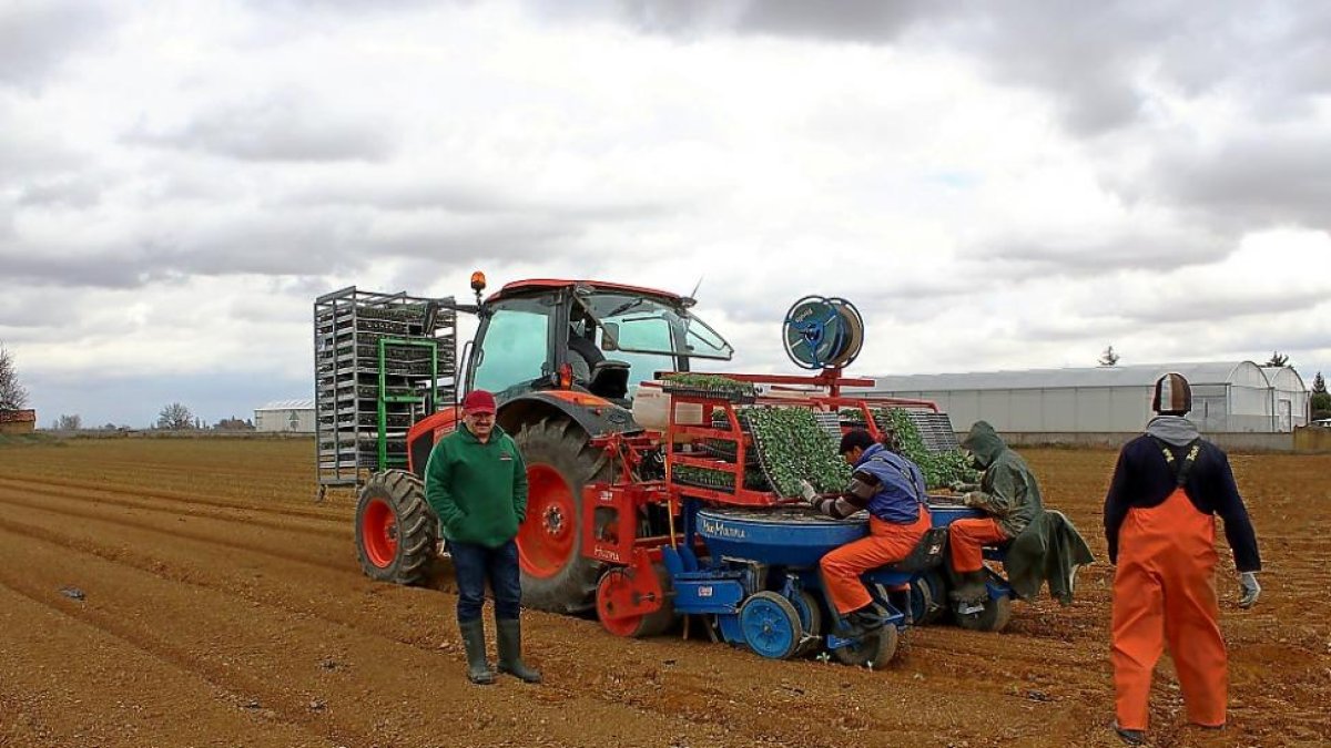 Antonio Morán, uno de los socios fundadores de la empresa, con varios trabajadores plantando brócoli.-M. CALLEJA
