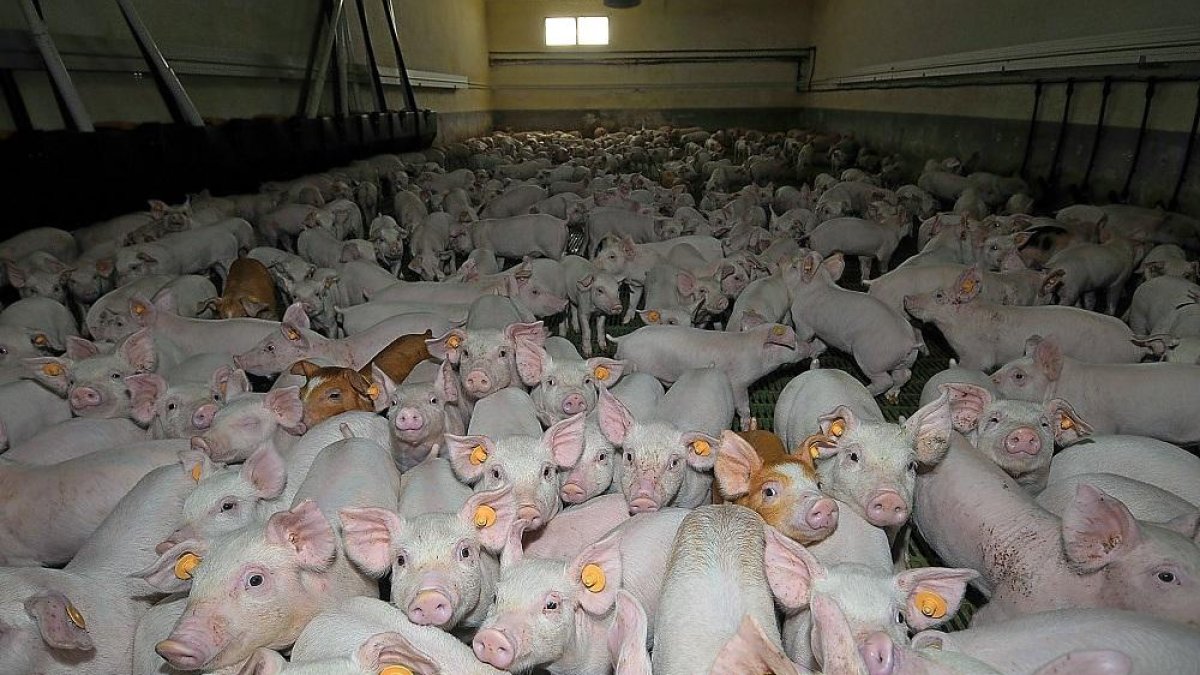 Animales en una explotación porcina de Castilla y León, comunidad que concentra el 14% del censo nacional.-VALENTÍN GUISANDE