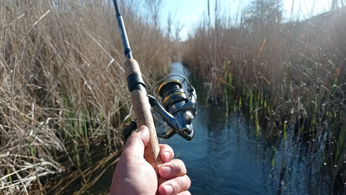 Escasísimo caudal y demasiados cañizos en el Esgueva vallisoletano. Leonardo de la Fuente,