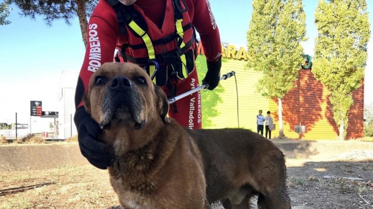 Uno de los bomberos, junto al perro en el momemto de ser rescatado.-E. P.
