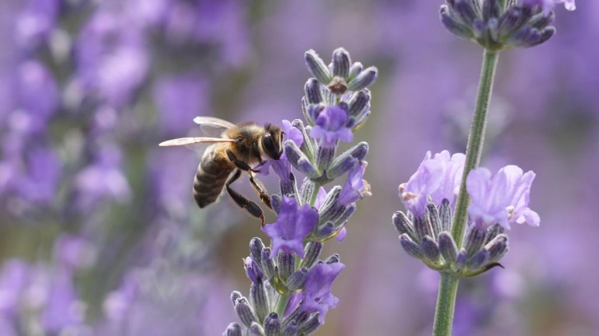 Campos de Lavanda en Tiedra. -J.M. LOSTAU