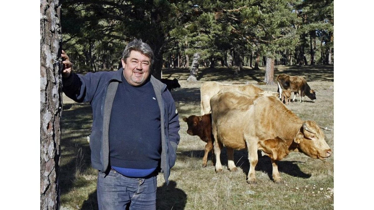 Félix Soria, con sus vacas pastando en unos terrenos mancomunados de Cabrejas y Abejar.-MARIO TEJEDOR