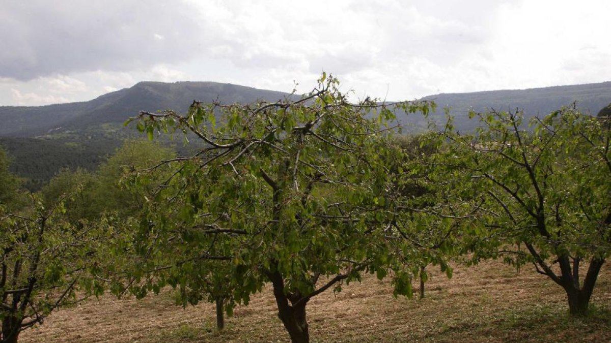 Efectos de las heladas de esta semana en el los cerezos del Valle de Caderechas, en Burgos-g. gonzález