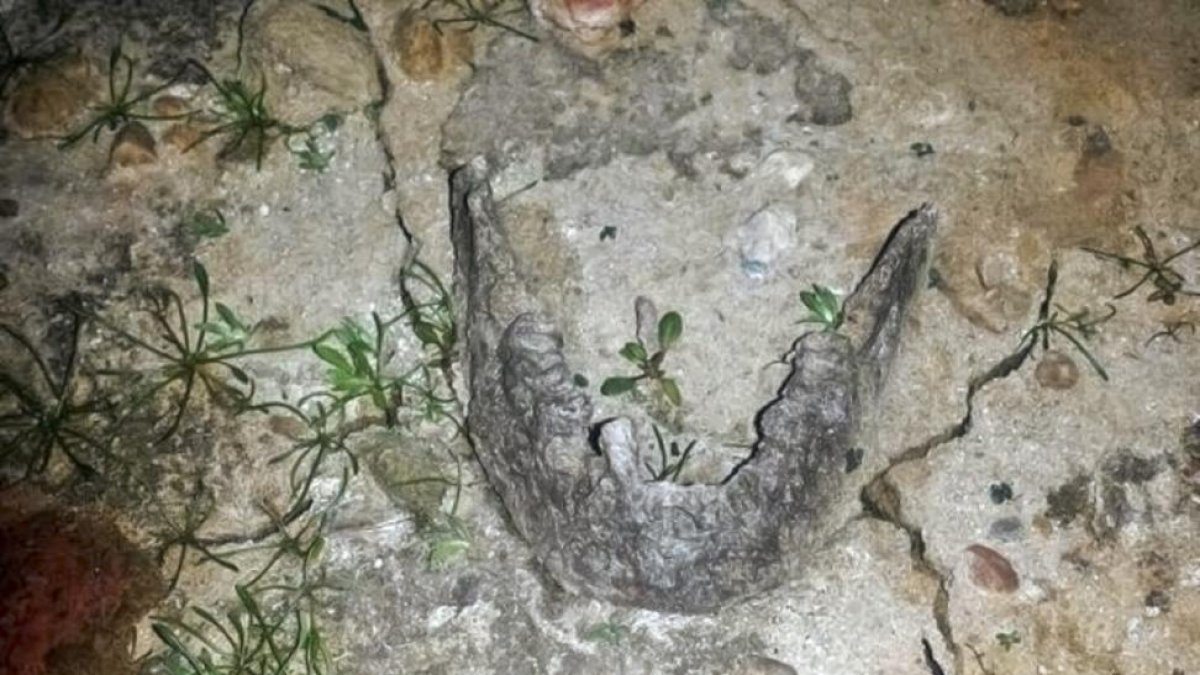Imagen de la mandíbula hallada en el pantano cántabro de La Población de Yuso.-E. M.