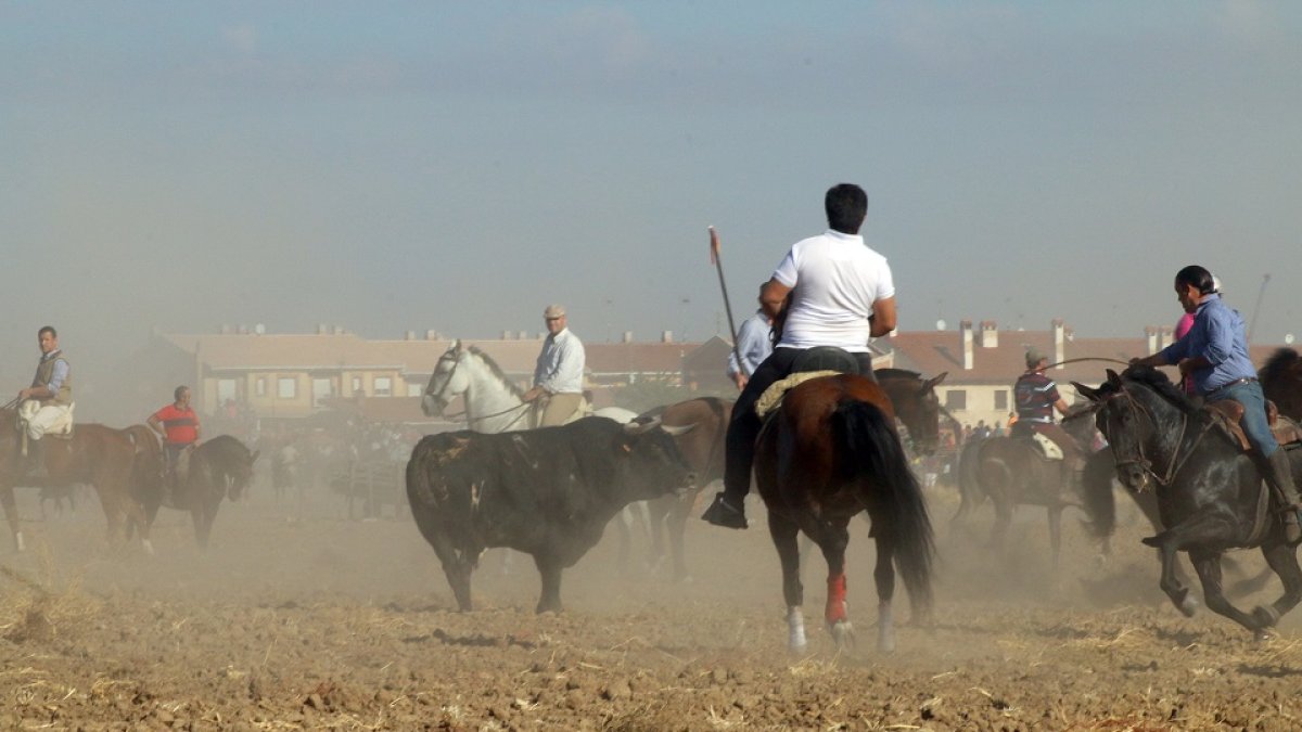 Mojados recupera este año el tradicional encierro de campo. A.M.