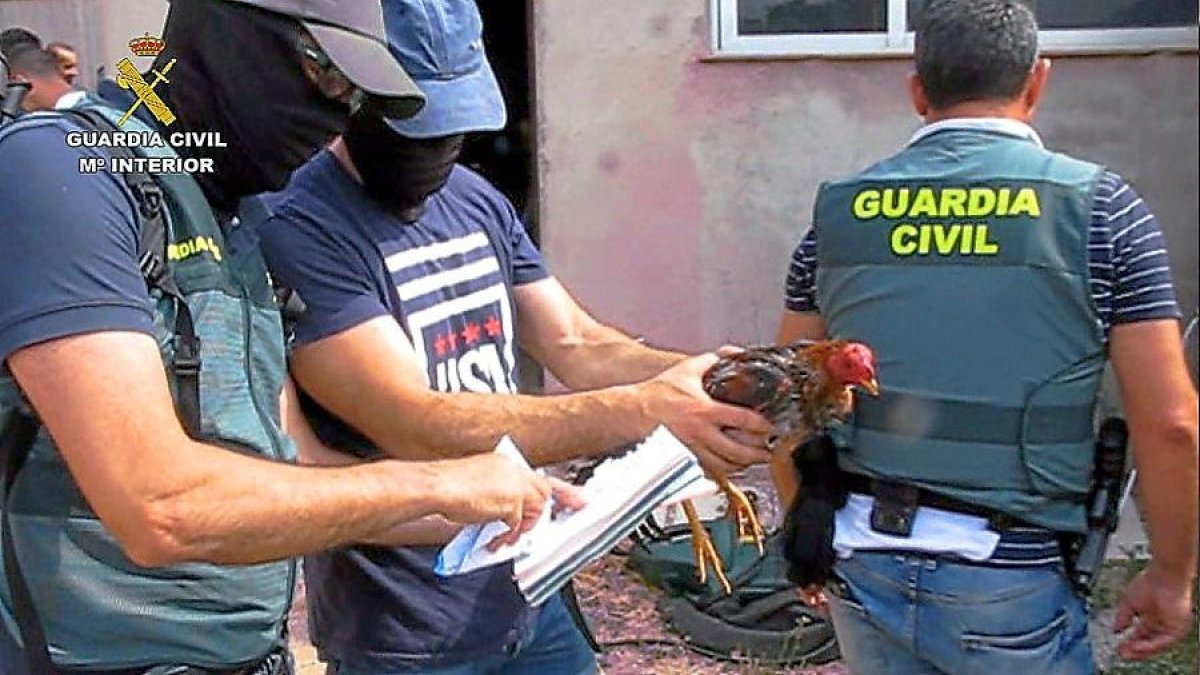 Agentes del Seprona rescatan un gallo durante la redada en Tordesillas. A la derecha, el reñidero.-GUARDIA CIVIL