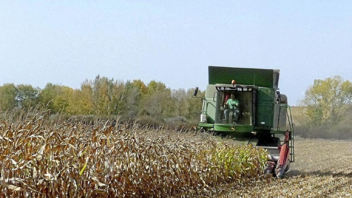 Un agricultor en plenas labores de cosecha de maíz en en una explotación de la Comunidad.-E.M.