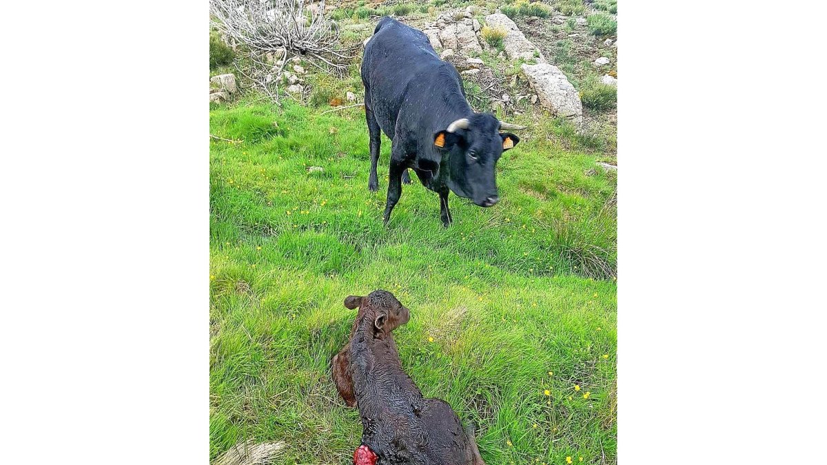 Uno de los animales, atacado por el lobo.-E. M.