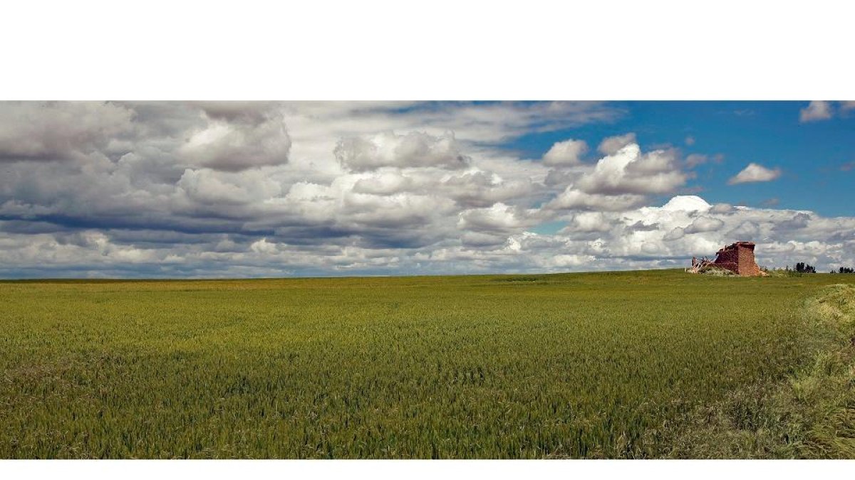 Agricultura ha destinado esta anualidad casi 250.000 euros en ayudas al sector. MARIO TEJEDOR