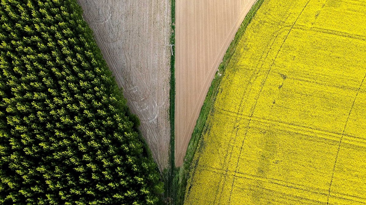 Campo de cultivo de colza en la provincia de Salamanca. La Administración sustituirá inspecciones presenciales por el control de las explotaciones mediante imágenes cenitales por satélite. |  Enrique Carrascal