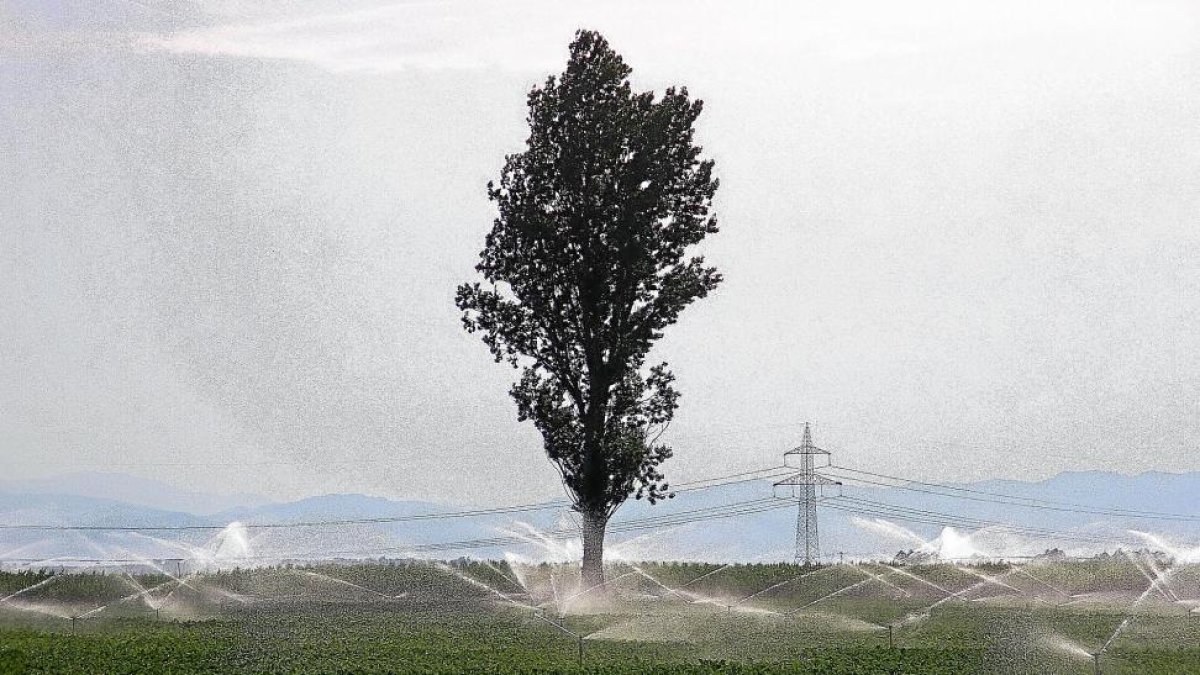 Campos de cultivo de remolacha en una explotación de la Comunidad.-ICAL