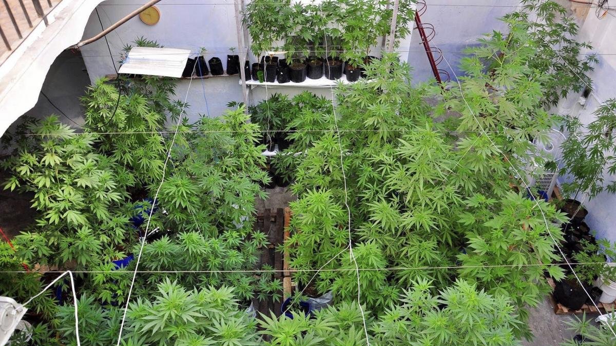 Incautación de marihuana.-EL MUNDO