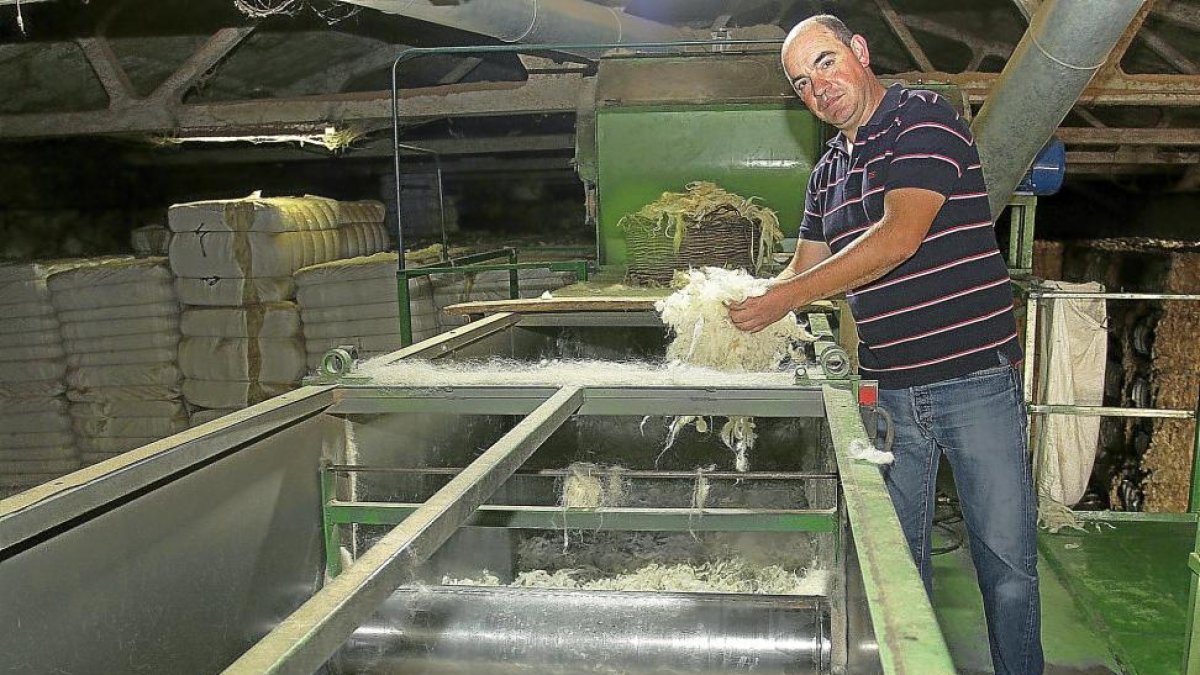 Javier Pajares extrae lana recién lavada en las instalaciones de la empresa palentina .-MANUEL BRÁGIMO