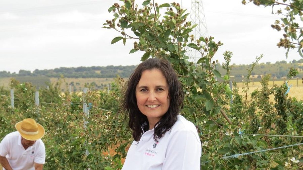 Nuria Álvarez muestra sus zarzamoras, en las que puede verse a su padre trabajando.-AGROBERRY