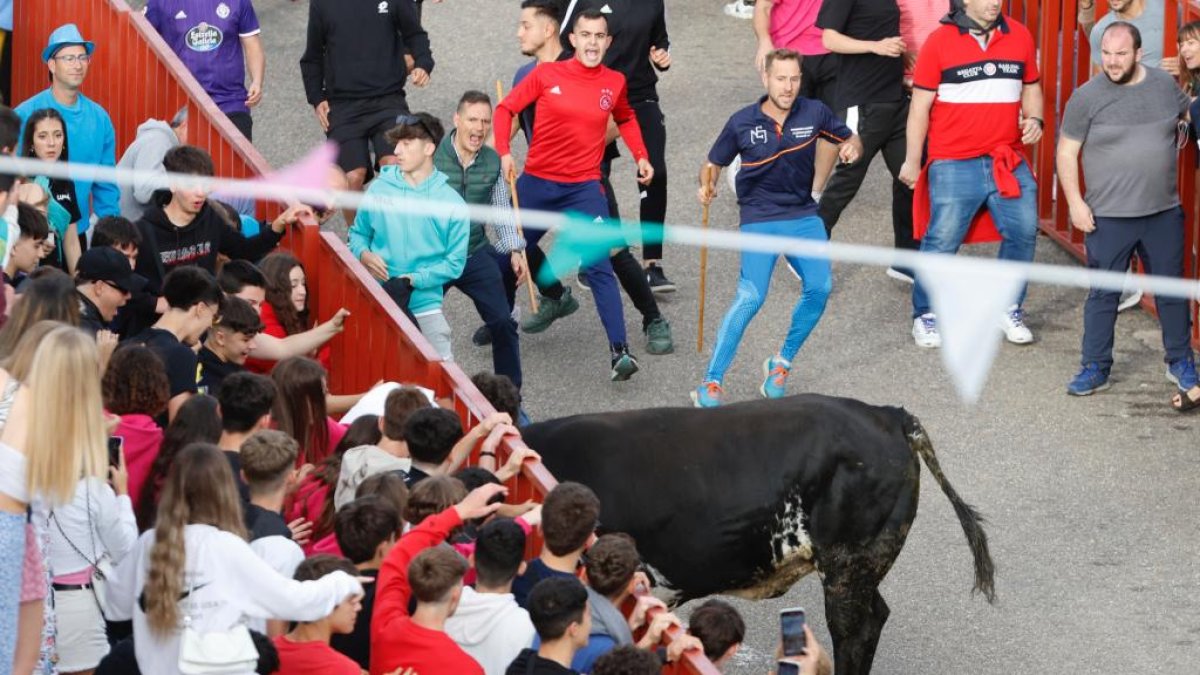 Primer encierro de las fiestas de La Flecha. Photogenic