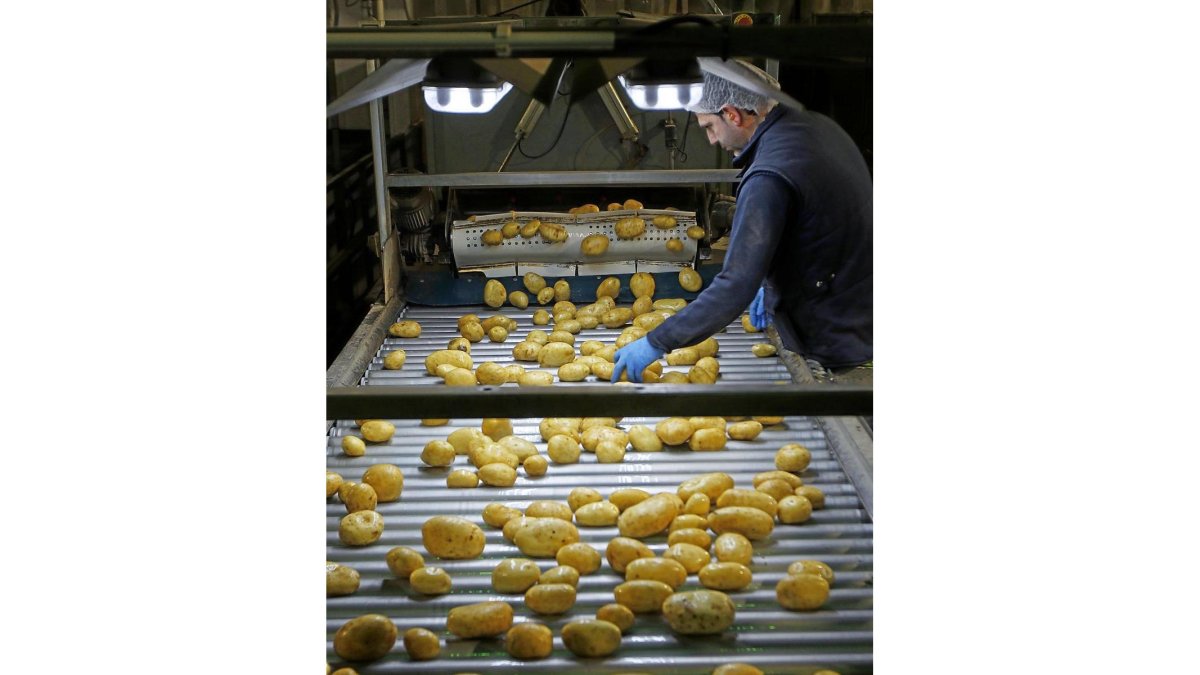Uno de los trabajadores hace la última selección de las patatas, en uno de los lineales de producción.-J. M. LOSTAU