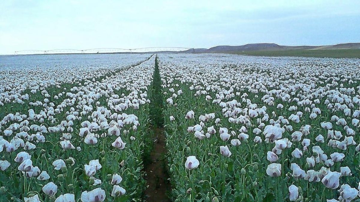 Campo de adormidera en la provincia de Valladolid la pasada campaña.-E.M.