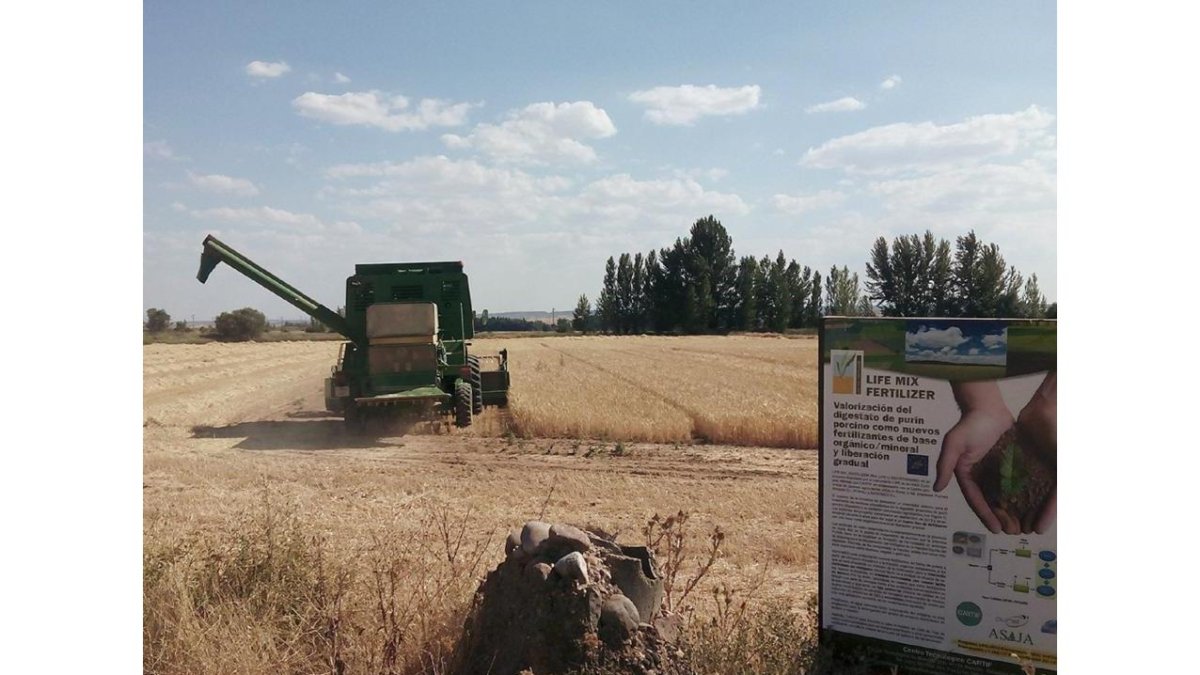 Uno de los campos en la zona de Almazán tratada con el nuevo fertilizante de base orgánica y mineral.-CARTIF